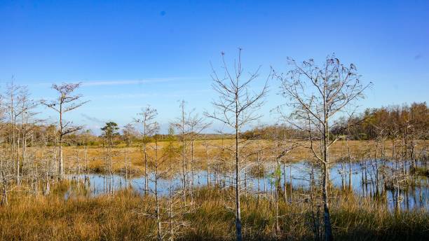 bare autumn trees in cypress swamp - pine wood forest river imagens e fotografias de stock