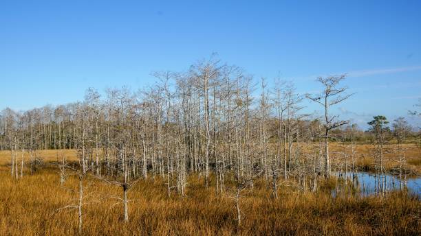 bare cypress trees in winter - pine wood forest river imagens e fotografias de stock