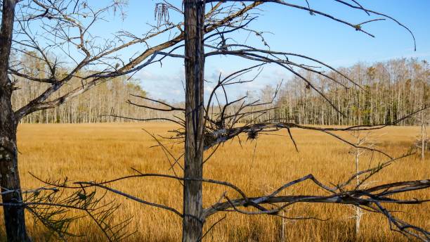 bare tree branches in swamp - pine wood forest river imagens e fotografias de stock