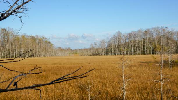 selective focus on bare swamp tree - pine wood forest river imagens e fotografias de stock