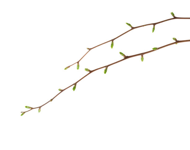 istock Two  branches with buds by early spring  isolated on white background 902976628