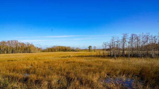 winter in cypress swamp - pine wood forest river imagens e fotografias de stock