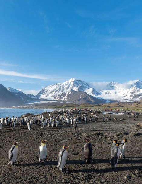 istock King Penguins at St Andrews Bay South Georgia 902979280