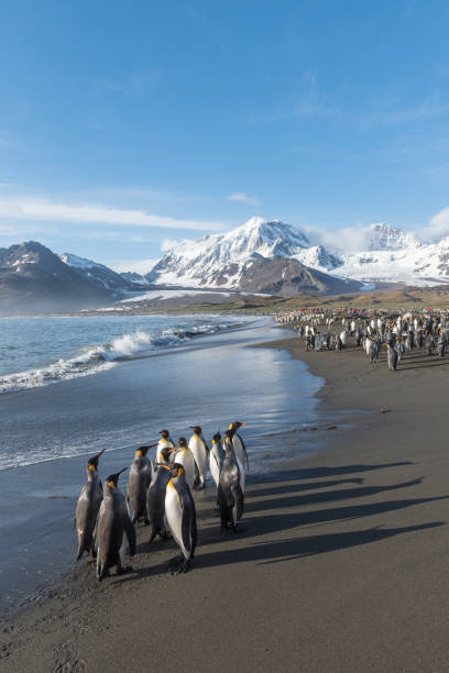 istock King Penguins at St Andrews Bay South Georgia 902979392