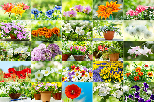 collage of various flowers in a garden