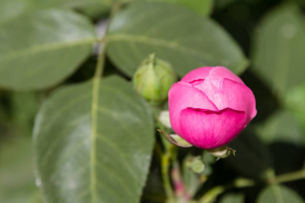 unopened rose bud on a branch among foliage