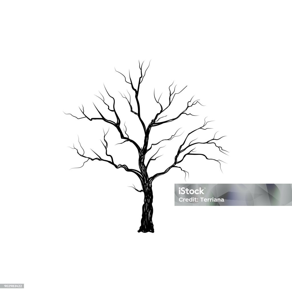 Tree without leaves. Nature sign Floral winter outdoor icon Tree without leaves isolated. Nature sign Vector illustration Tree stock vector