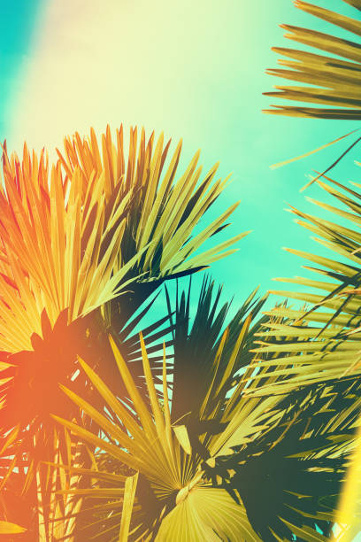 istock Palm tree retro toned. Vintage background. Travel card. Soft focus 902987378