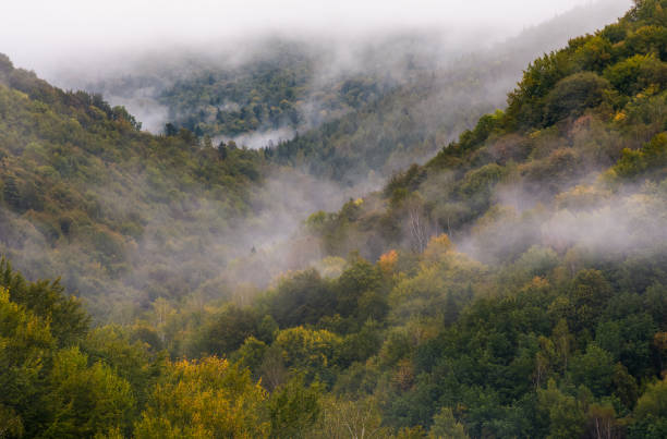 istock morning fog over the ancient forest 902987380