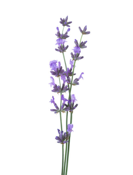 istock Three  sprigs of lavender  isolated on white background. 902987674