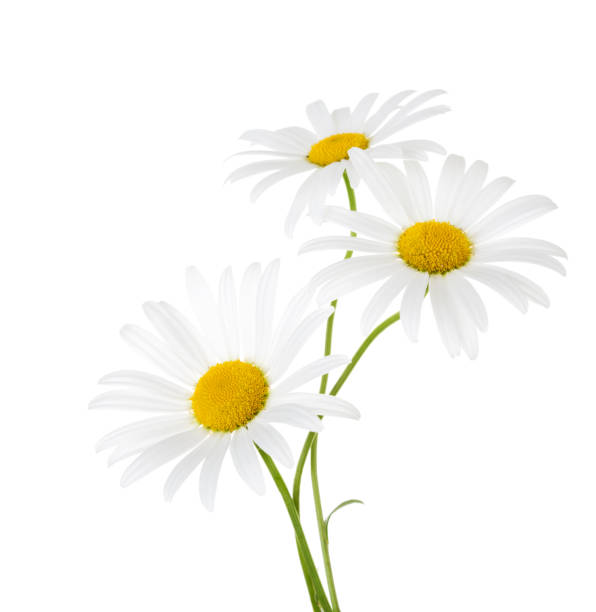 trois fleurs de camomille isolé sur fond blanc - white daisy photos et images de collection