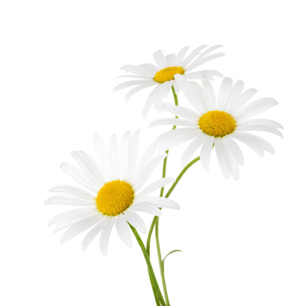 istock Three flowers of chamomile isolated on a white background 902990068