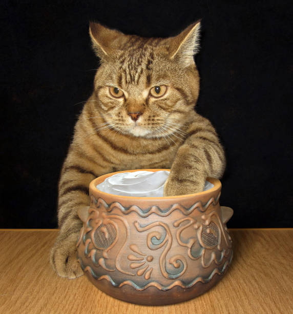 istock Cat with a pot of sour cream 902990450