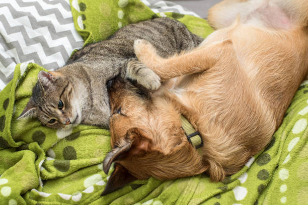 istock dog and cat sleep together 902991386