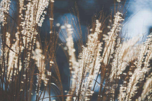 istock Sunny dry meadow in evening sunlight in winter 902991666