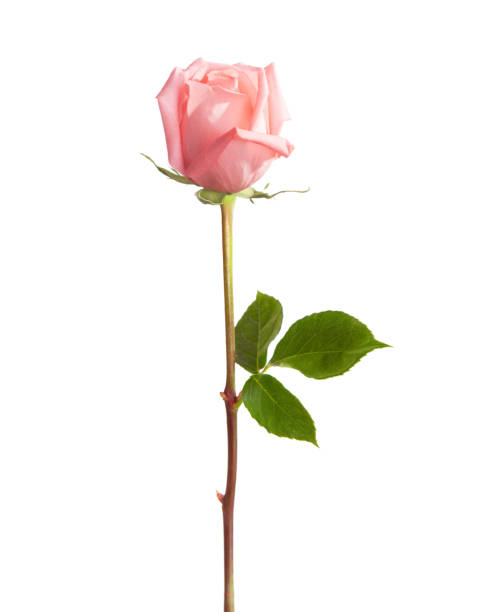 라이트 핑크 로즈는 흰색 배경에 고립입니다. - single flower close up flower head rose 뉴스 사진 이미지