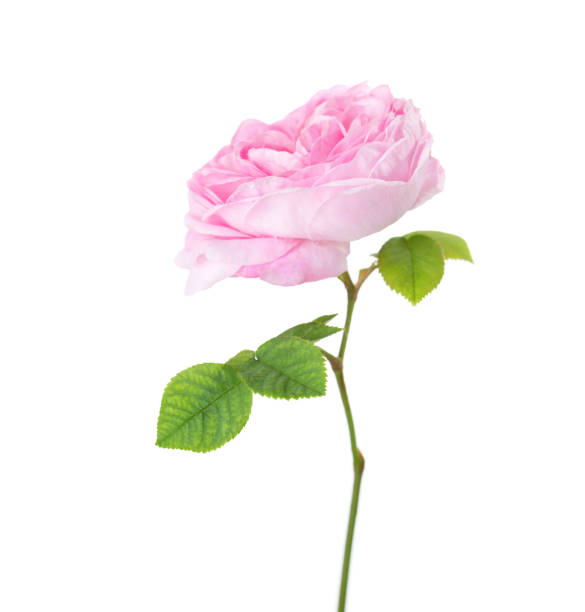 light pink rose isolated on white. tea rose - hybrid tea rose imagens e fotografias de stock