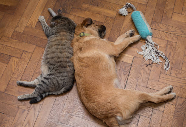 istock dog and cat sleep together 902994100