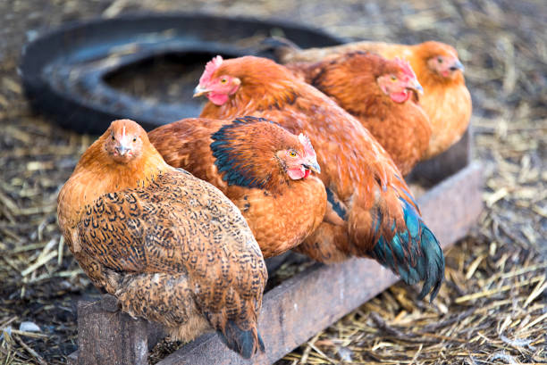 istock Chicken sitting on a wooden Board 902994512