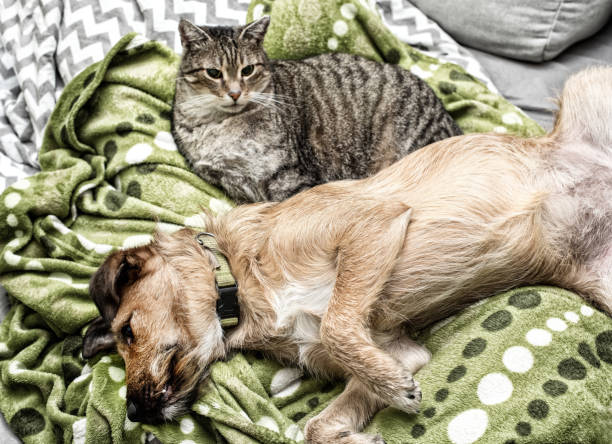istock dog and cat sleep together 902994614