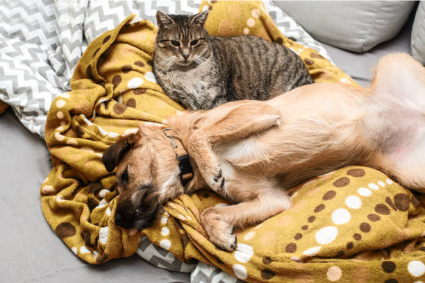 istock dog and cat sleep together 902994710