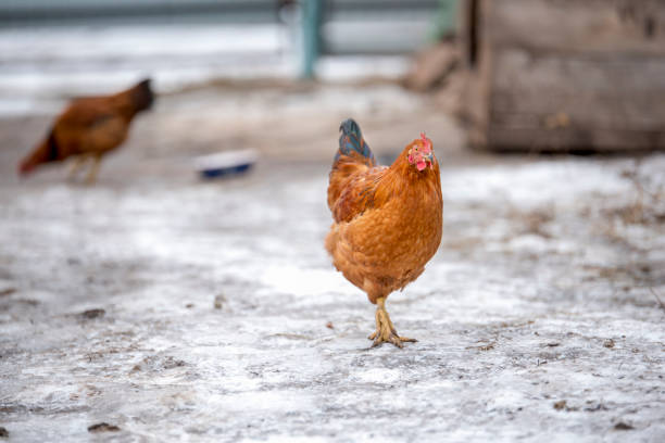 istock red hen is on the snowy ground 902994906