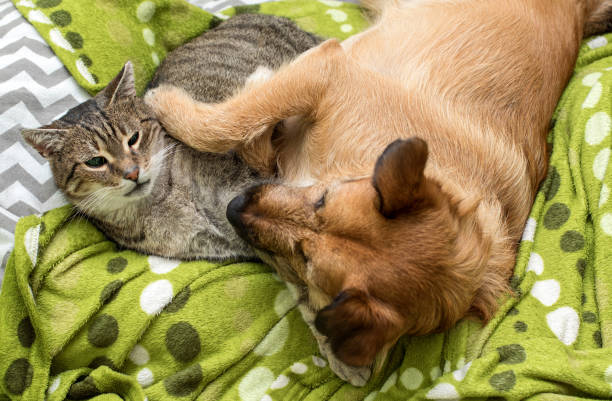 istock dog and cat sleep together 902995020