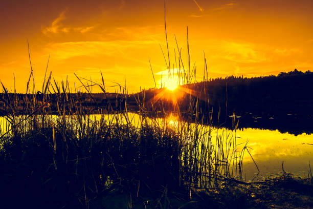 istock Summer landscape with sunset on the lake. Beautiful orange sundown or sunrise over forest and peaceful water with reflection of sun light, warm scenery in nature. 902995466