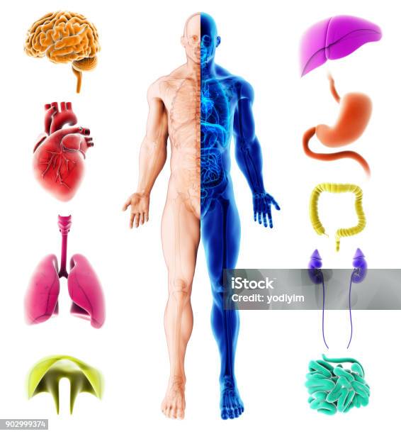Ilustración 3d De Órganos Internos Humanos Médica Infografía Diseño Foto de stock y más banco de imágenes de Anatomía