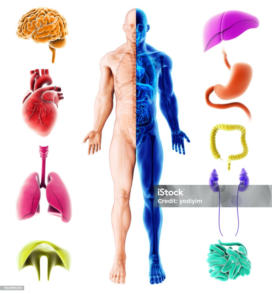 3d illustration of internal organs human, Medical infographic design. Anatomy Stock Photo