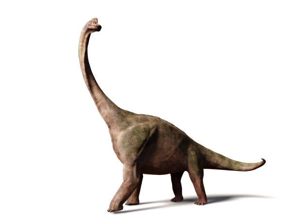 brachiosaurus altithorax aus dem späten jura (3d illustration isoliert auf weißem hintergrund) - brontosaurus stock-fotos und bilder