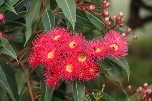 istock Red eucalyptus blossoms in Sydney, Australia 903007126