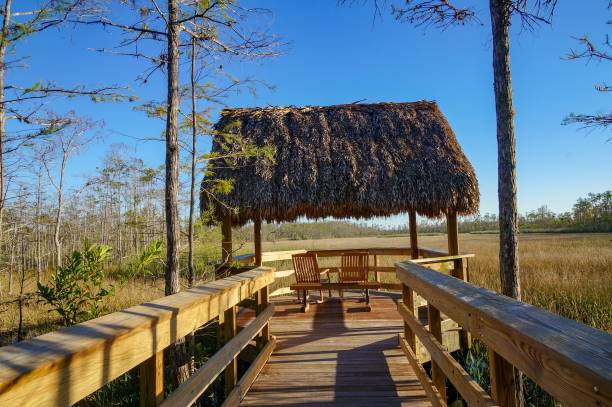 istock porch in the swamp 903007334