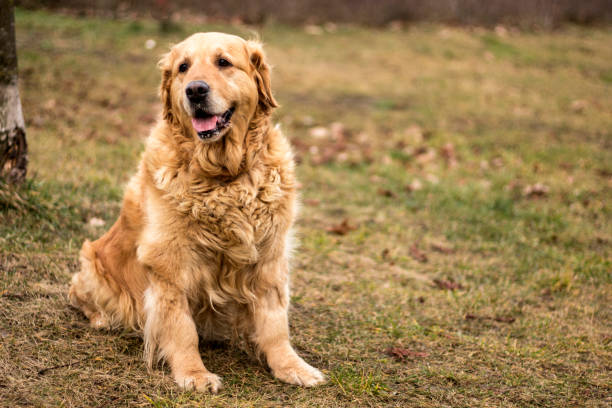istock old golden retriever dog 903007838