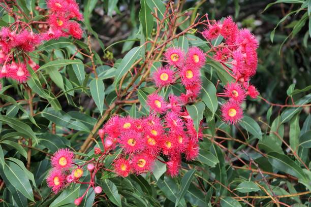 istock Eucalyptus branch with red flowers in Sydney, Australia 903007872