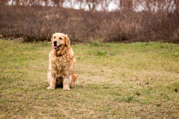 istock old golden retriever dog 903007974