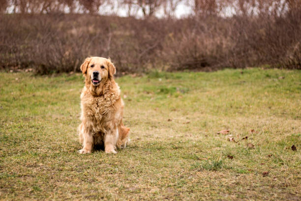 istock old golden retriever dog 903008006