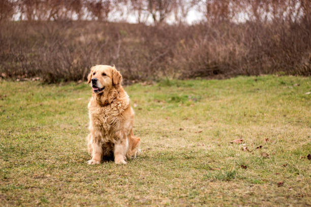 istock old golden retriever dog 903008066
