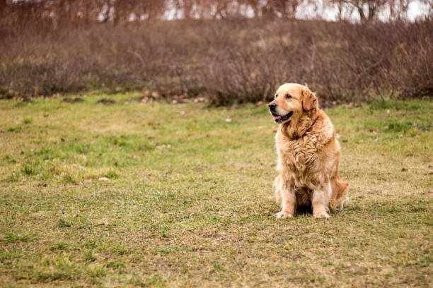 istock old golden retriever dog 903010150