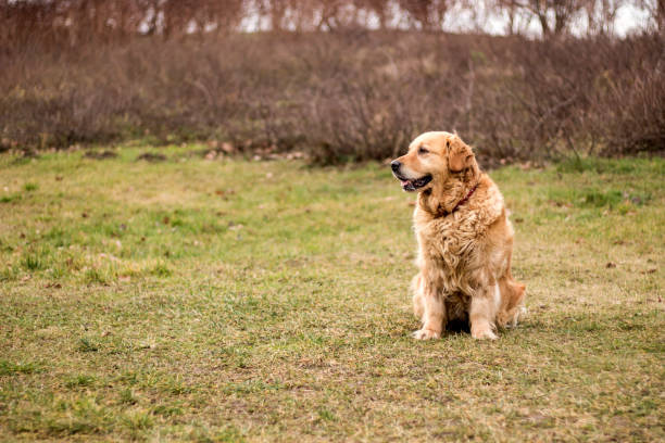 istock old golden retriever dog 903010154
