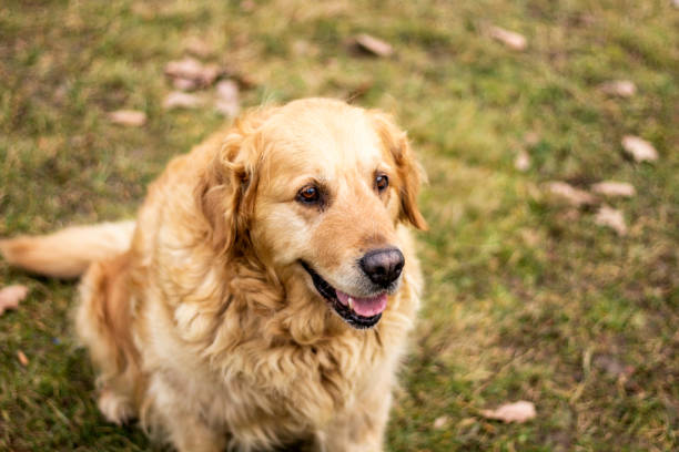istock old golden retriever dog 903010486