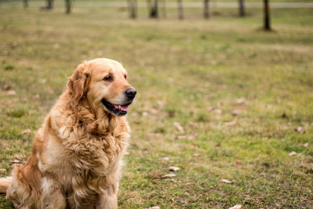 istock old golden retriever dog 903010604