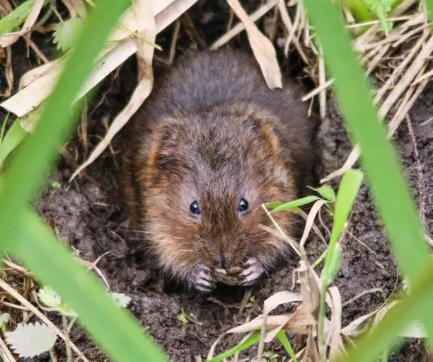 Water Vole