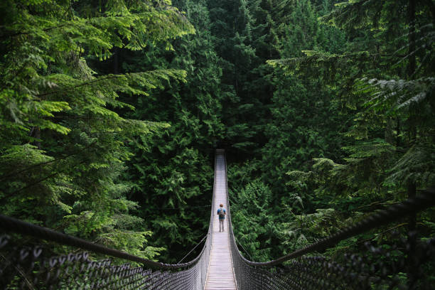 uomo in un'avventura esplorando un lago e camminando su un ponte sospeso - canada immagine foto e immagini stock