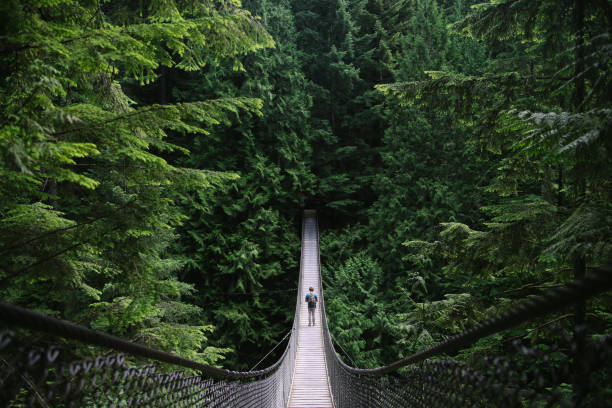 探險的人探索湖和步行吊橋 - 溫哥華 加拿大 個照片及圖片檔