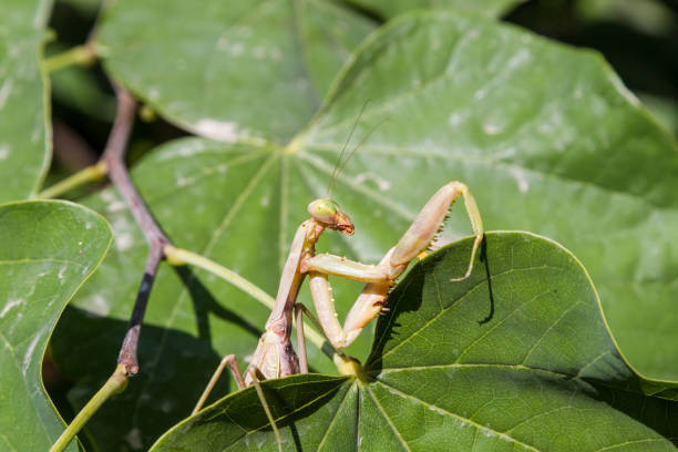 istock mantis close-up on the edge of a leaf 903015218