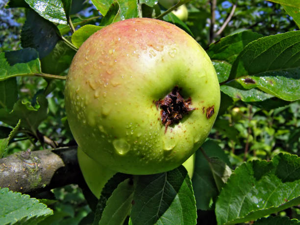 istock apple on branch of the aple trees 903016172