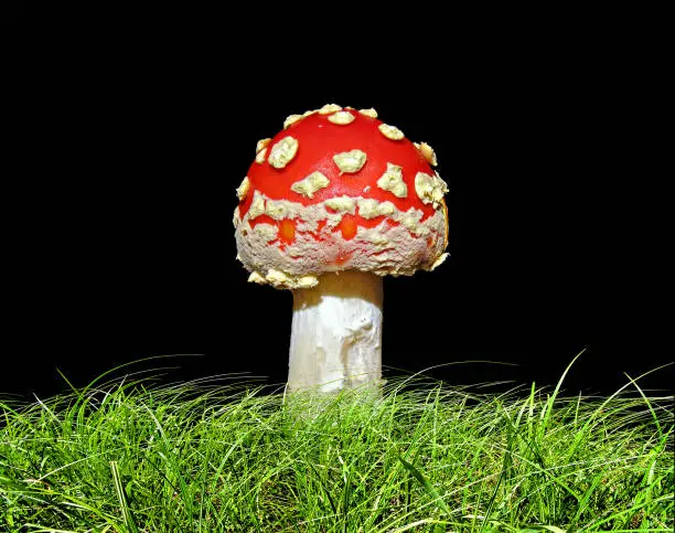 agaric in herb isolated on black background