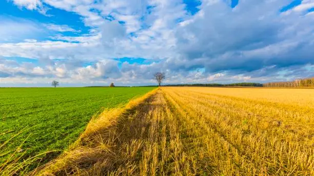 Stubble field landscape under cloudy sky. Beautiful polish landscape.