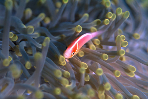 skunk clown fish swims in ocean